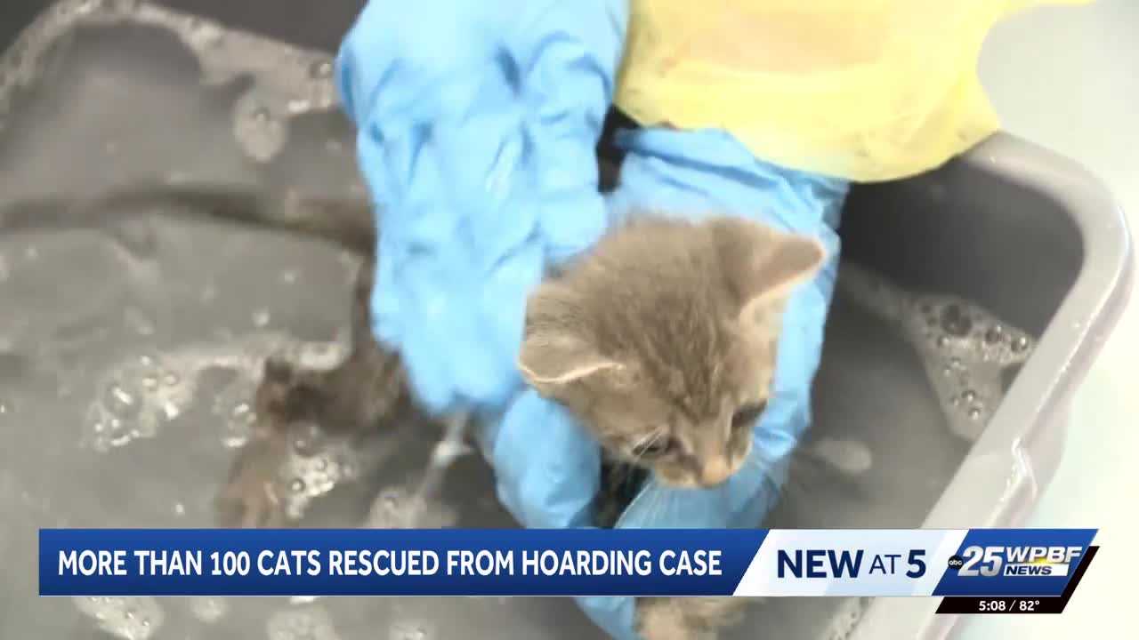 More than 100 cats rescued from hoarding situation in Port St. Lucie — WPBF West Palm Beach, Austin Health news